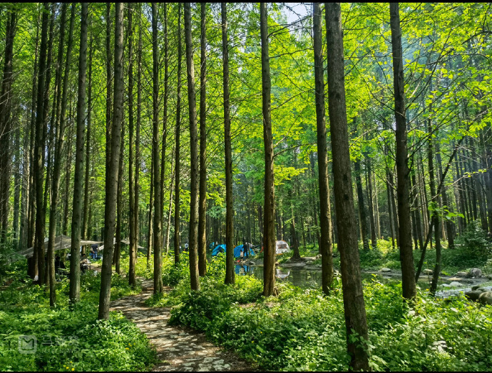 猫图片|宠物猫|猫咪|