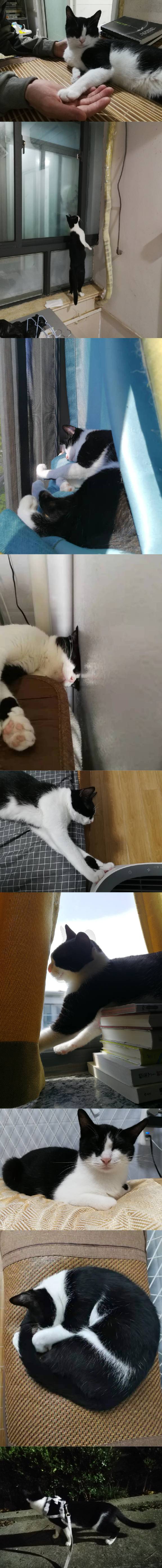 猫图片|宠物猫|猫咪|