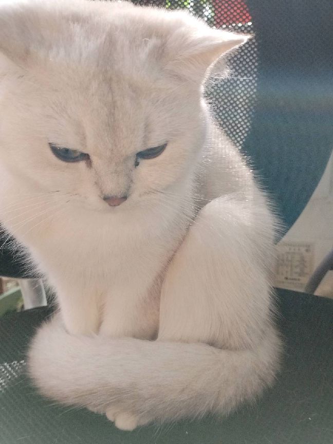 猫图片|宠物猫|猫咪|