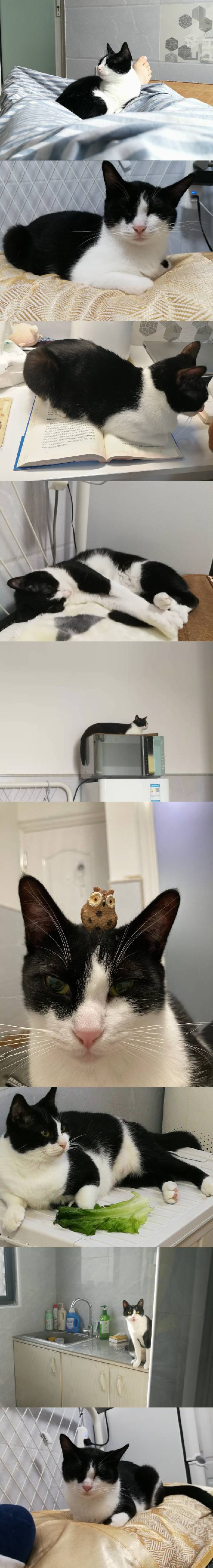 猫图片|宠物猫|猫咪|