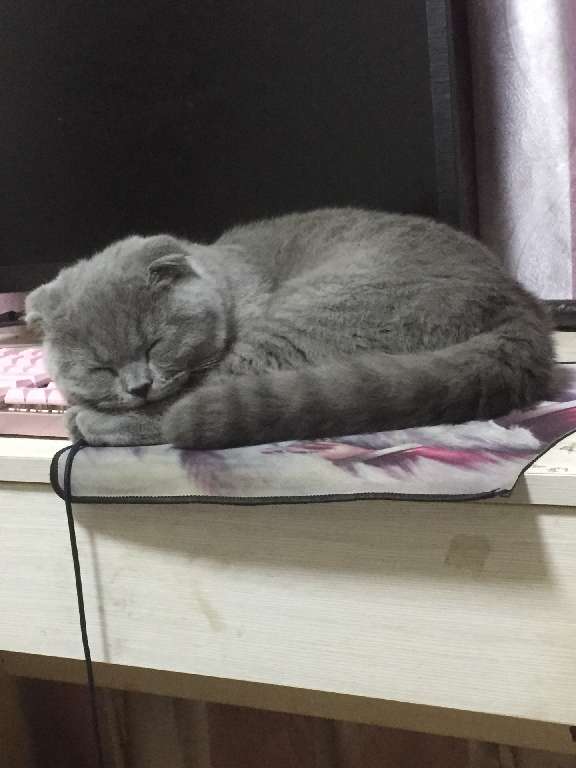 猫图片|宠物猫|猫咪|