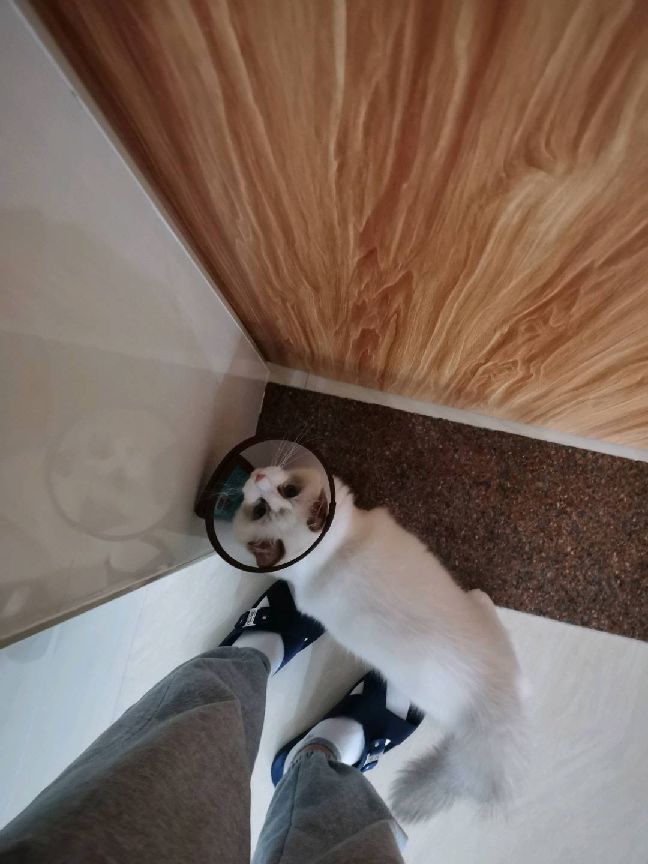 猫图片|宠物猫|猫咪|