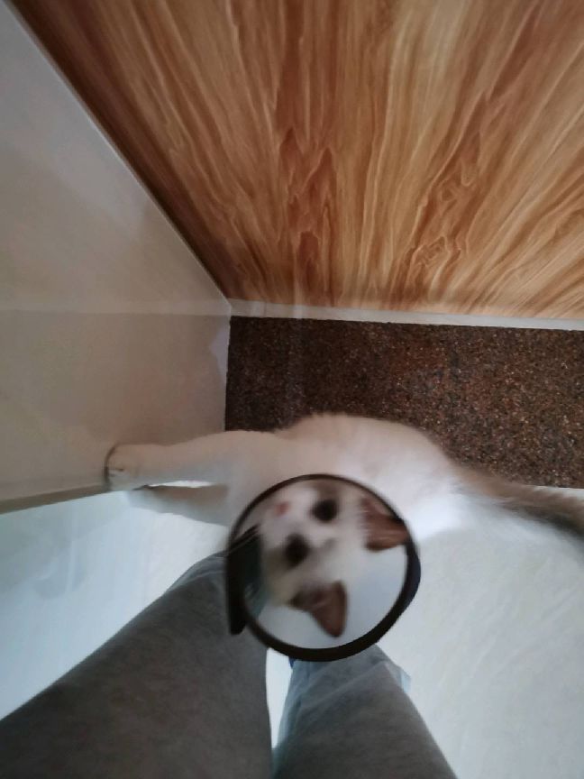 猫图片|宠物猫|猫咪|