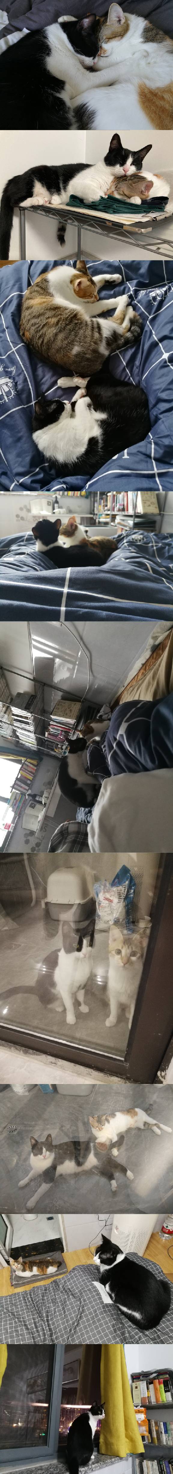 猫图片|宠物猫|猫咪|