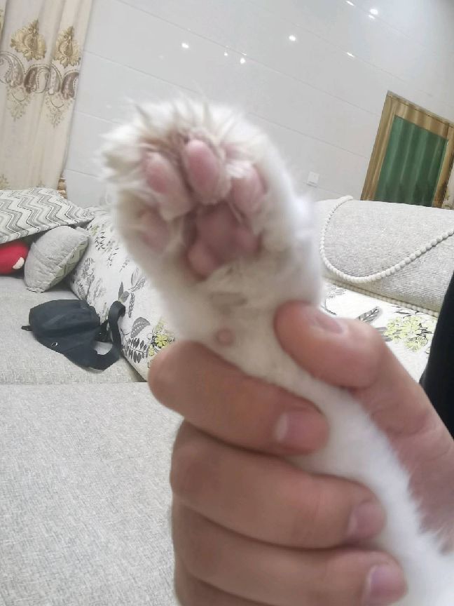 猫图片|宠物猫|猫咪|