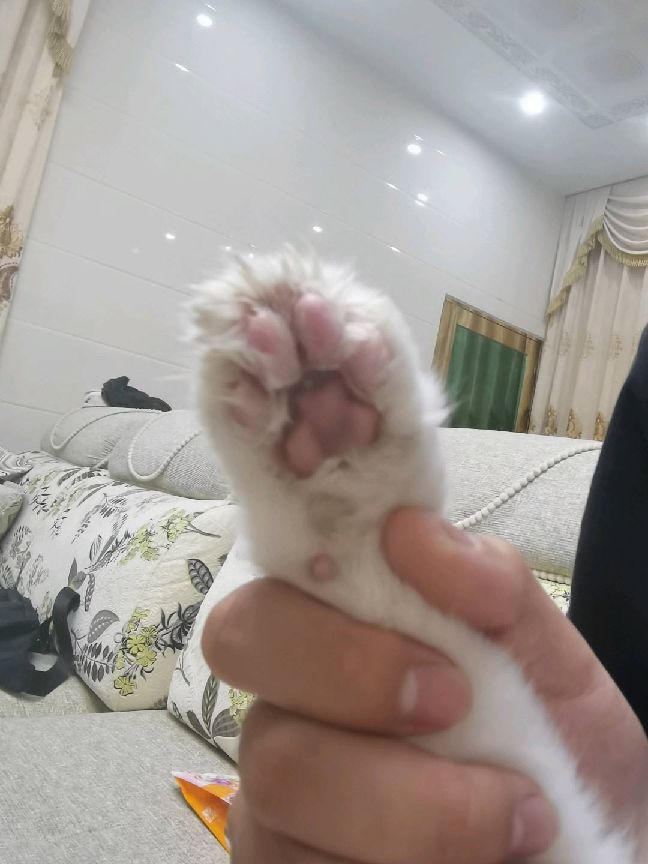 猫图片|宠物猫|猫咪|