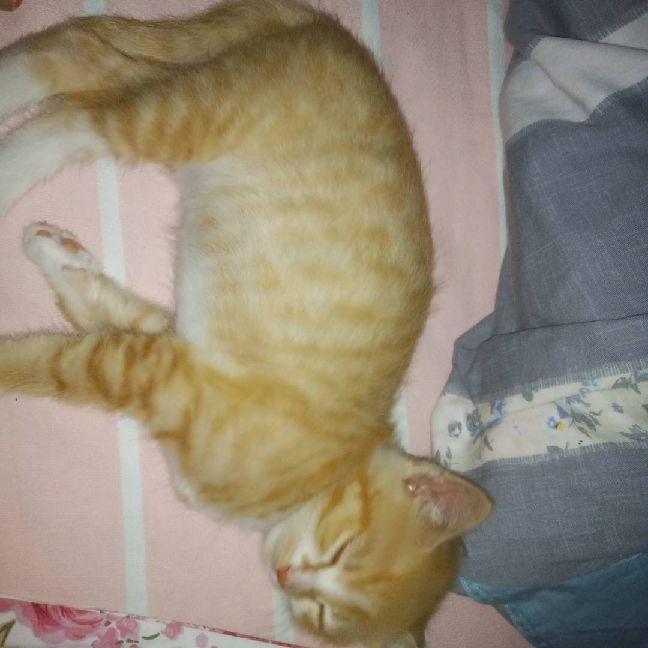 猫图片|宠物猫|猫咪|