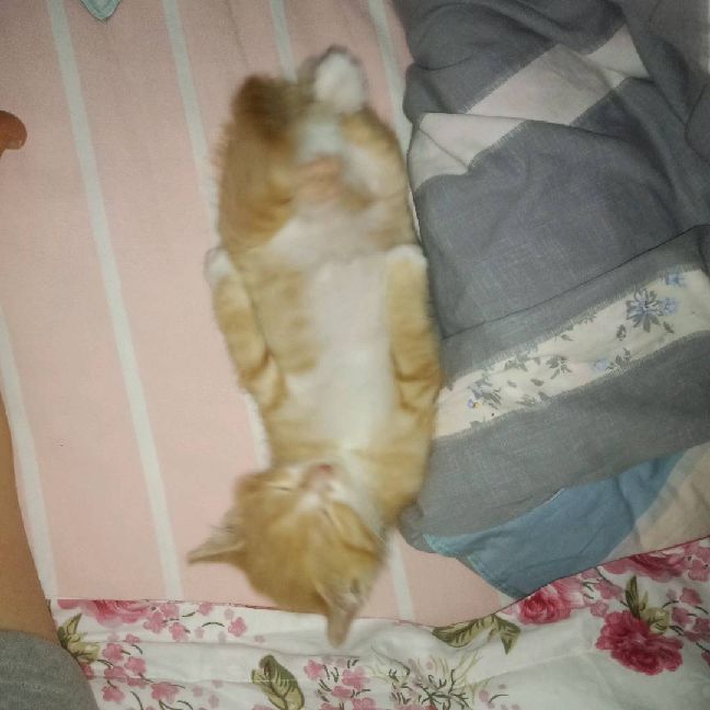 猫图片|宠物猫|猫咪|