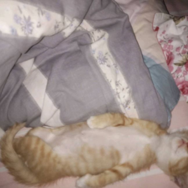 猫图片|宠物猫|猫咪|