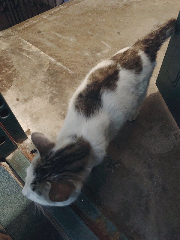 猫图片|宠物猫|猫咪|