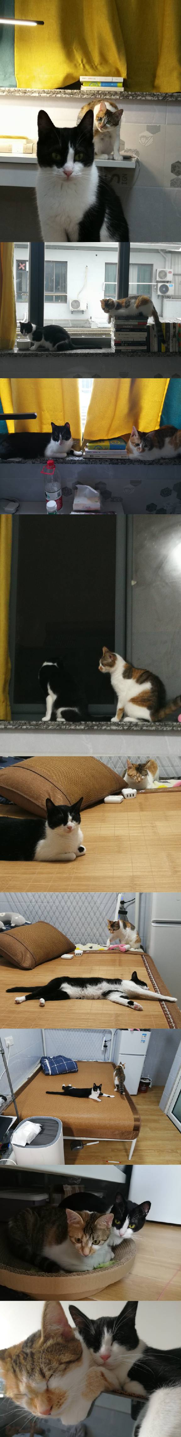 猫图片|宠物猫|猫咪|