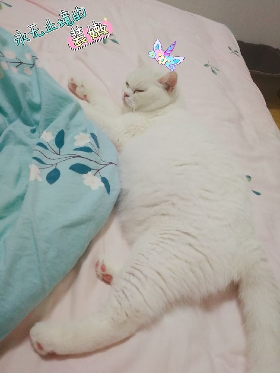 猫图片|宠物猫|猫咪|