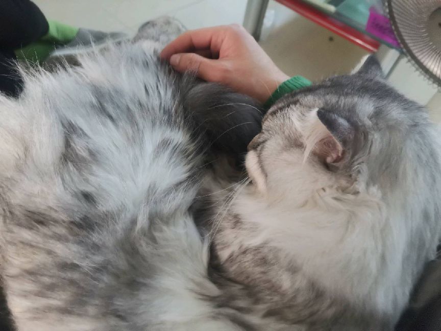 猫图片|宠物猫|猫咪|