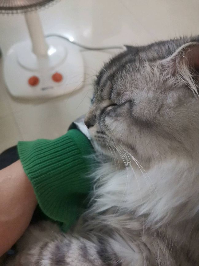 猫图片|宠物猫|猫咪|