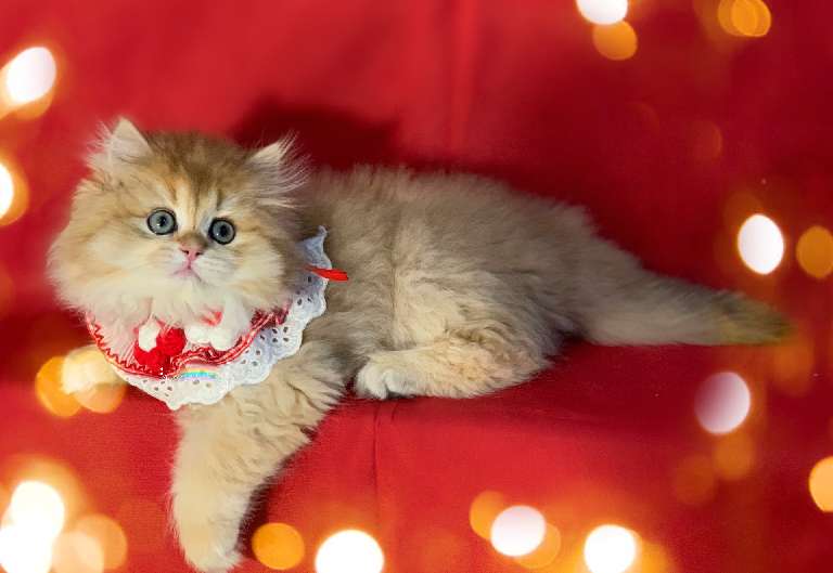 猫图片|宠物猫|猫咪|