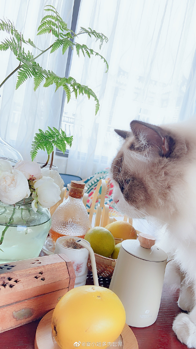 猫图片|宠物猫|猫咪|