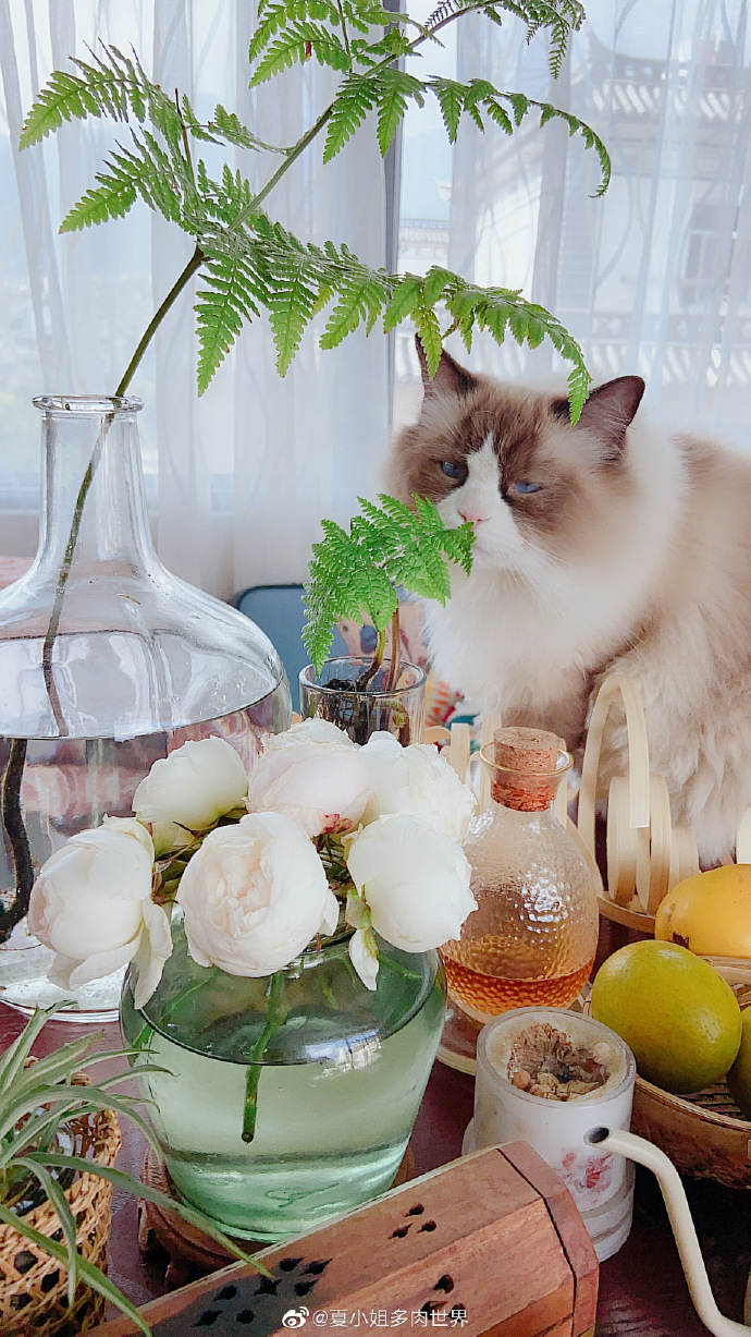 猫图片|宠物猫|猫咪|