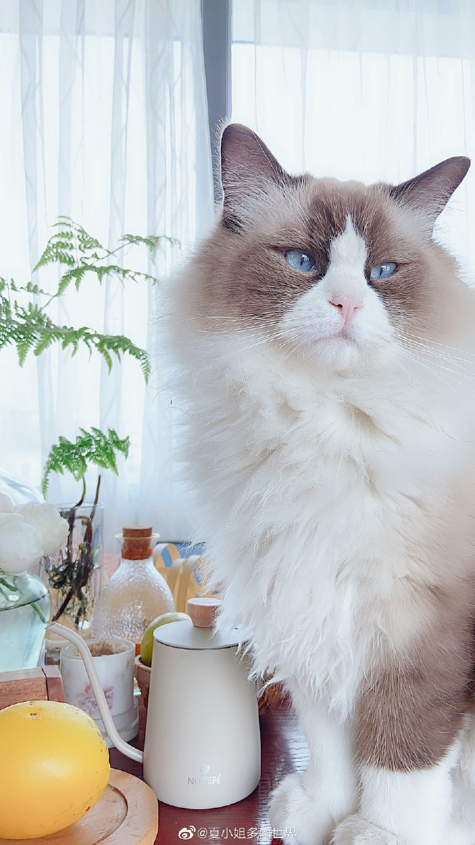 猫图片|宠物猫|猫咪|