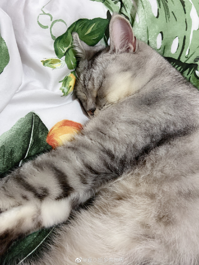 猫图片|宠物猫|猫咪|