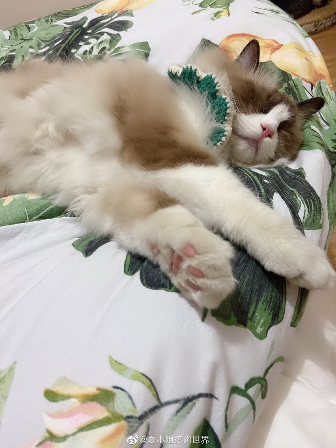 猫图片|宠物猫|猫咪|