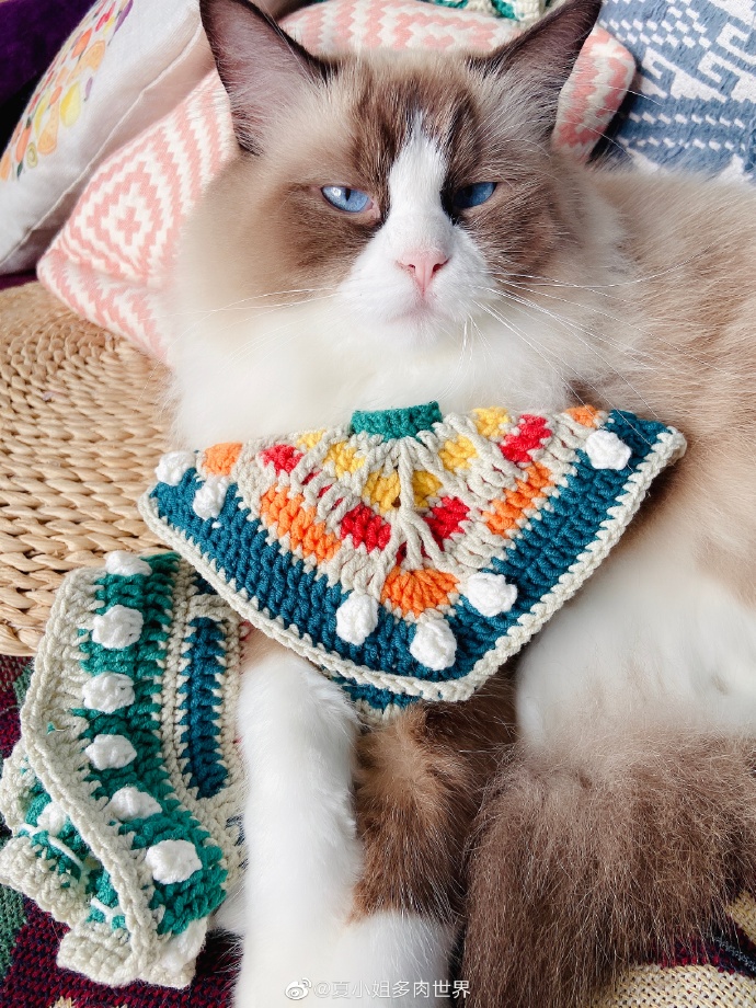 猫图片|宠物猫|猫咪|