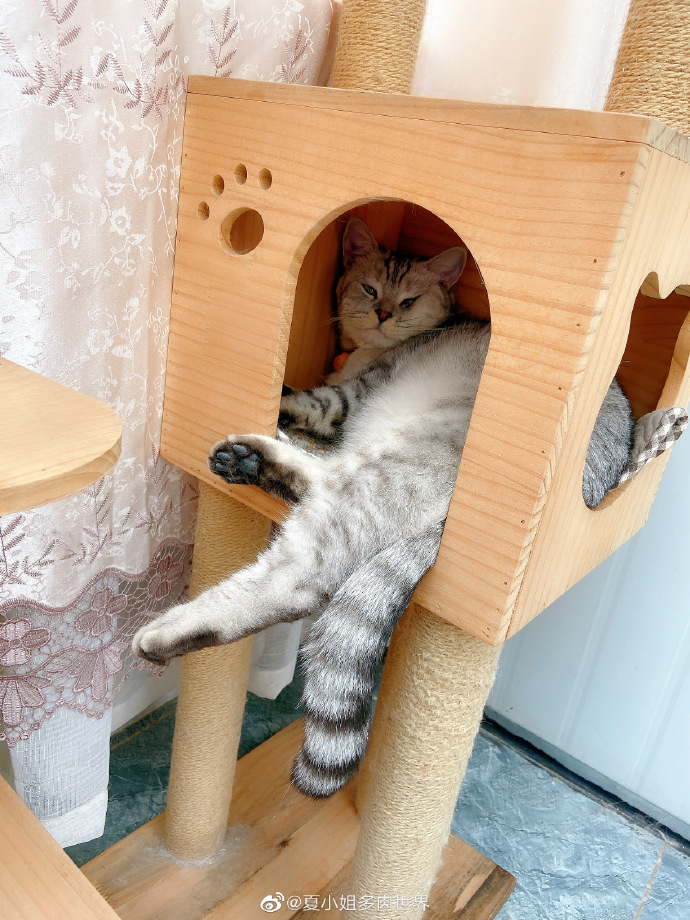 猫图片|宠物猫|猫咪|