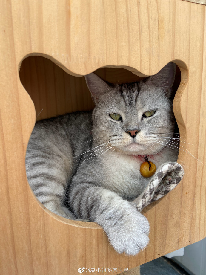 猫图片|宠物猫|猫咪|