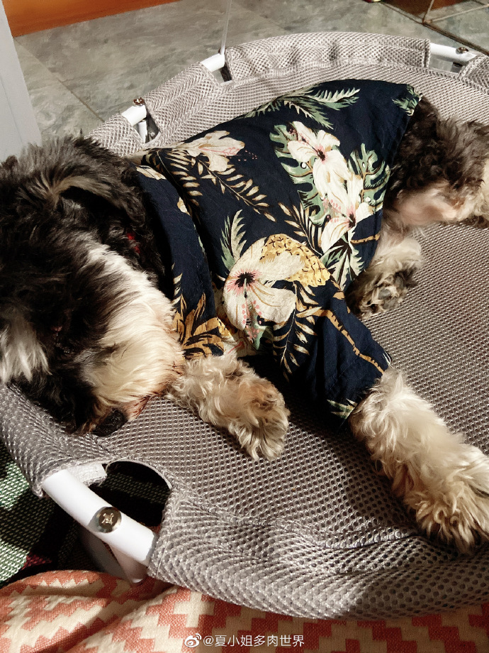 猫图片|宠物猫|猫咪|