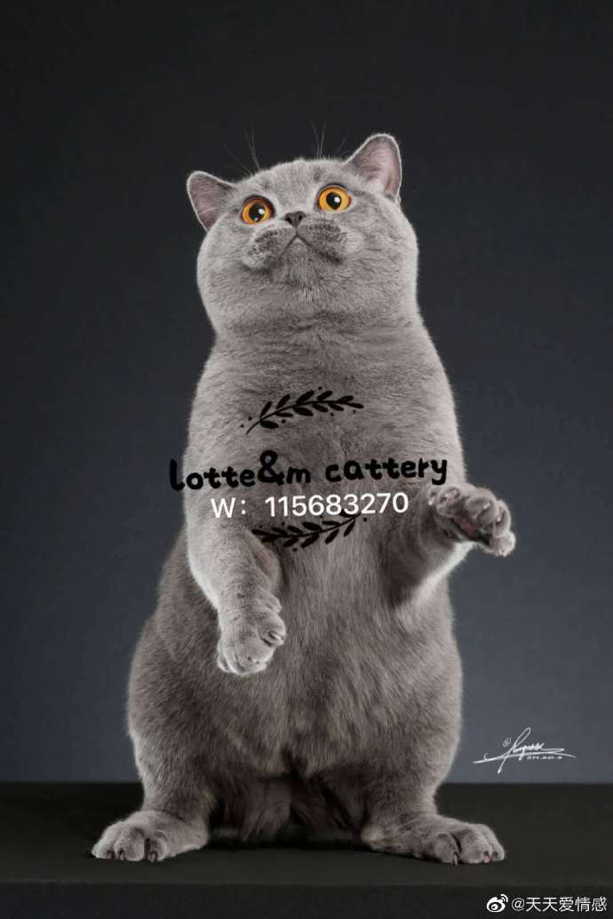 猫图片|宠物猫|猫咪|