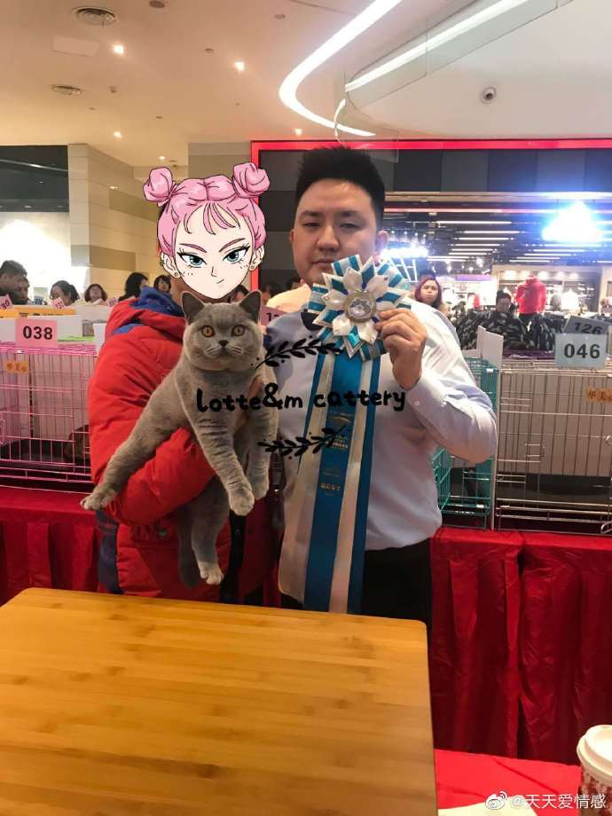 猫图片|宠物猫|猫咪|