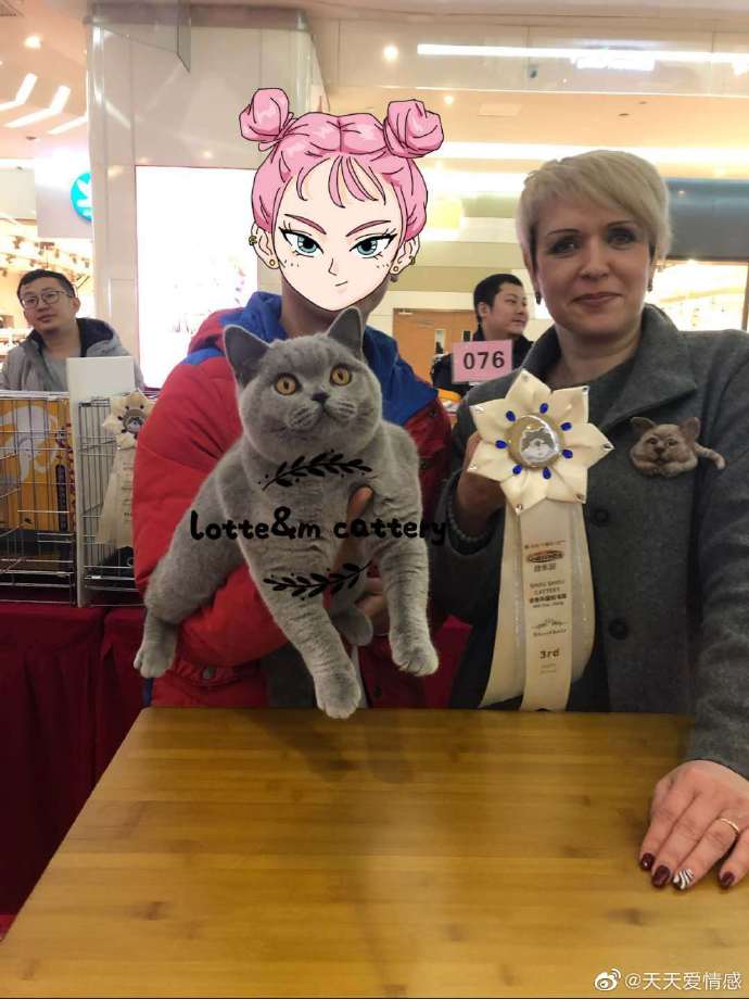 猫图片|宠物猫|猫咪|