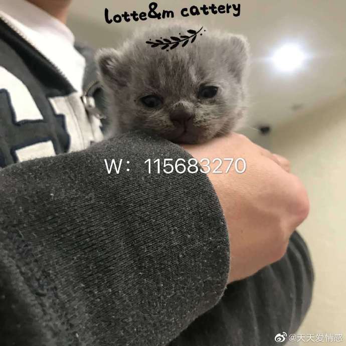 猫图片|宠物猫|猫咪|