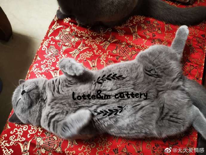 猫图片|宠物猫|猫咪|