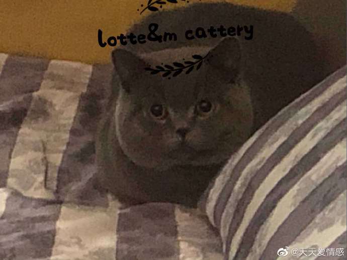 猫图片|宠物猫|猫咪|