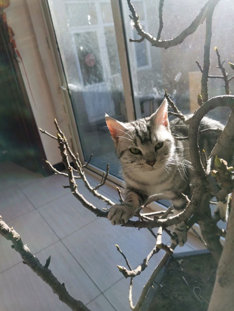 猫图片|宠物猫|猫咪|