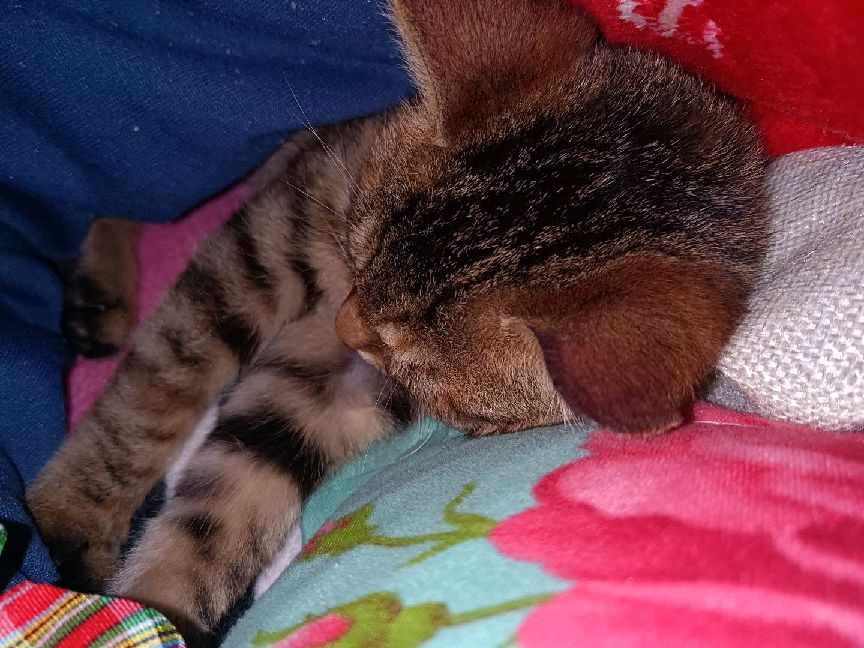 猫图片|宠物猫|猫咪|