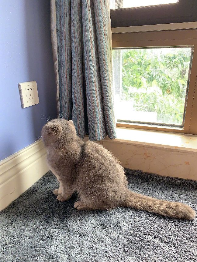 猫图片|宠物猫|猫咪|