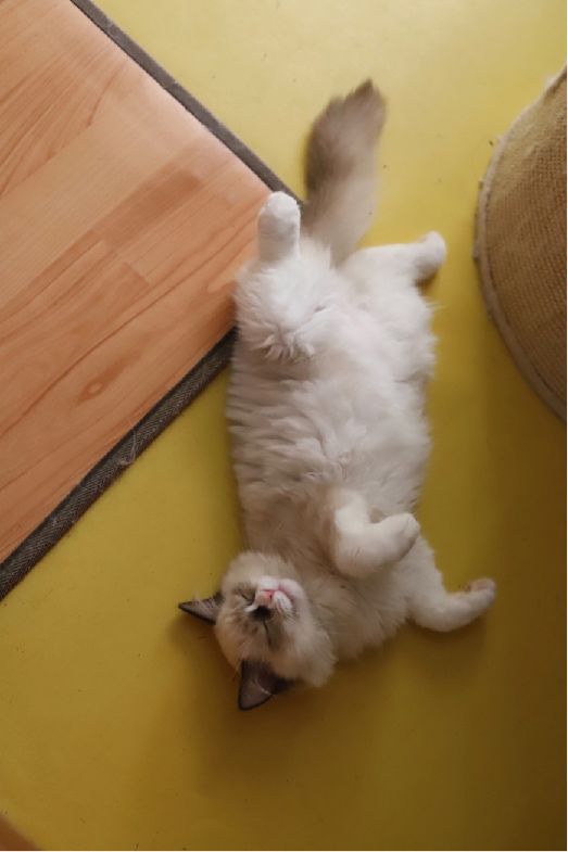 猫图片|宠物猫|猫咪|