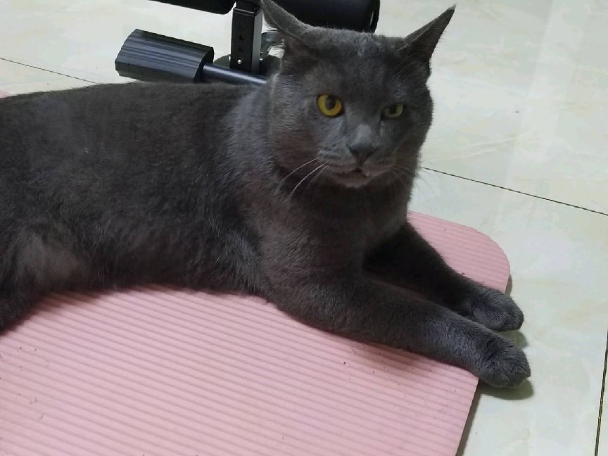 猫图片|宠物猫|猫咪|