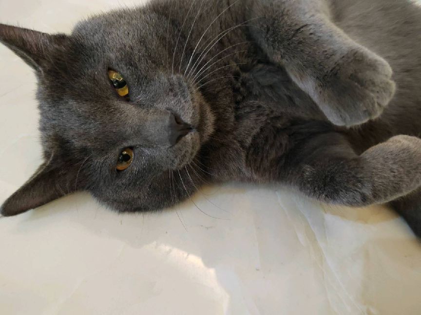 猫图片|宠物猫|猫咪|