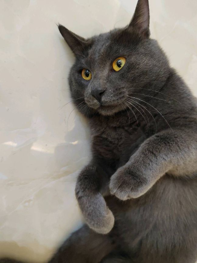 猫图片|宠物猫|猫咪|