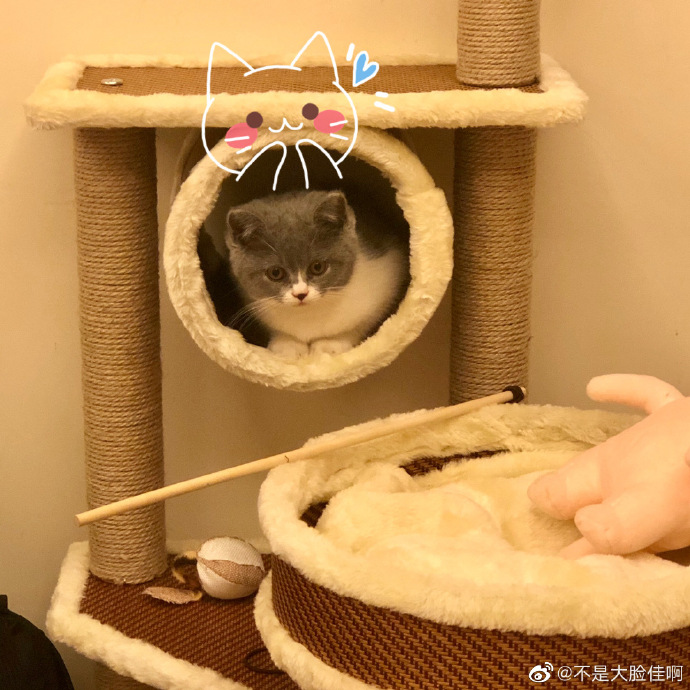 猫图片|宠物猫|猫咪|