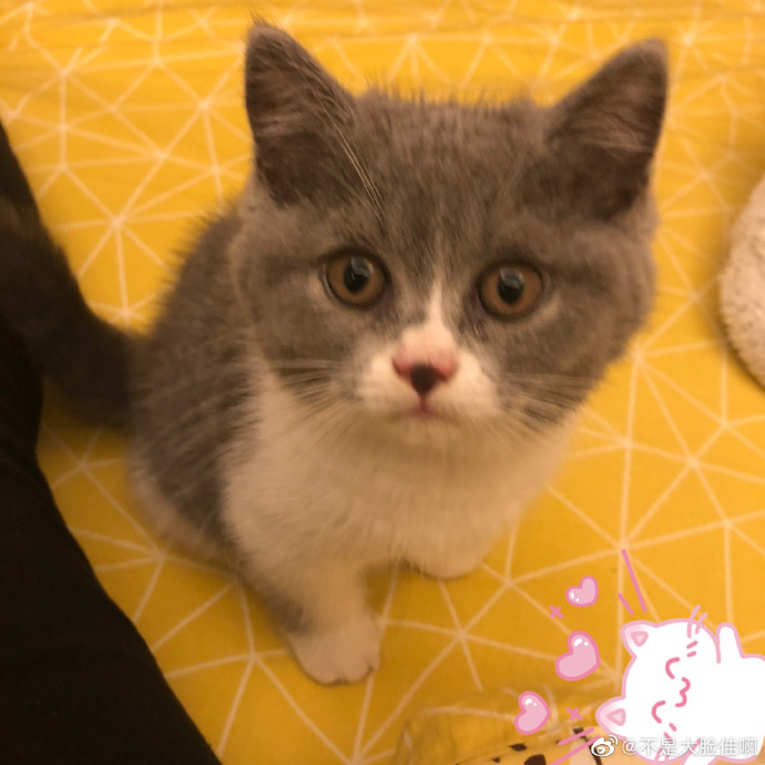 猫图片|宠物猫|猫咪|