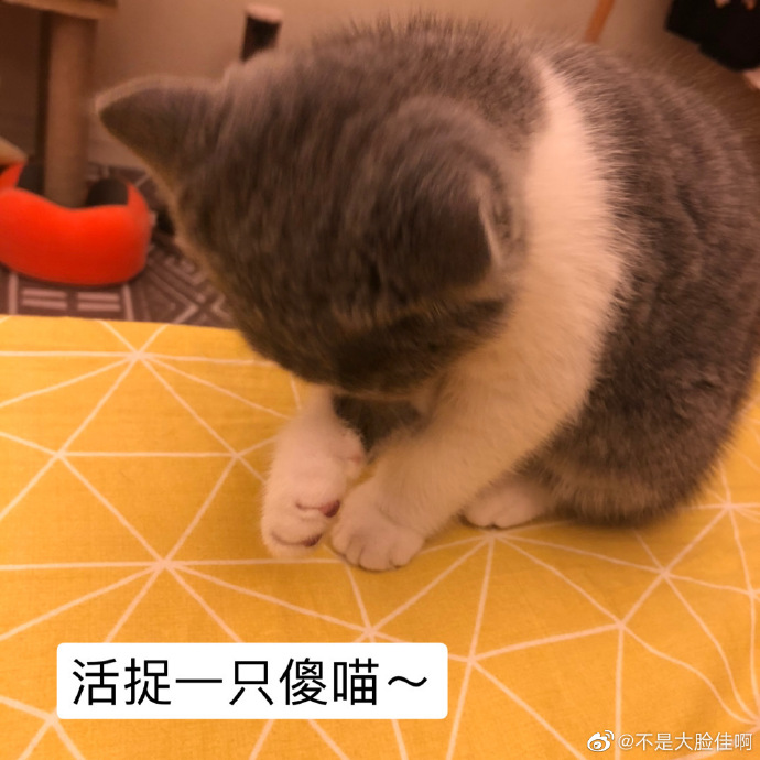 猫图片|宠物猫|猫咪|