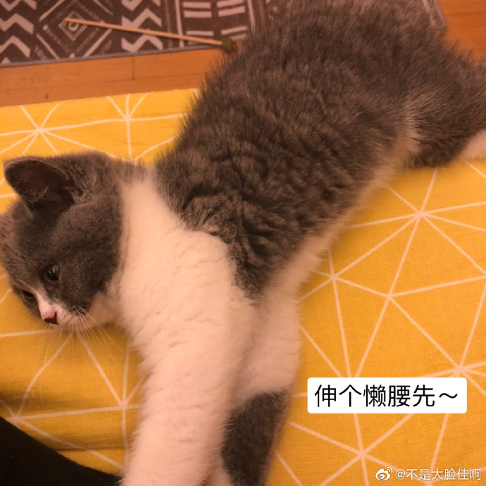 猫图片|宠物猫|猫咪|