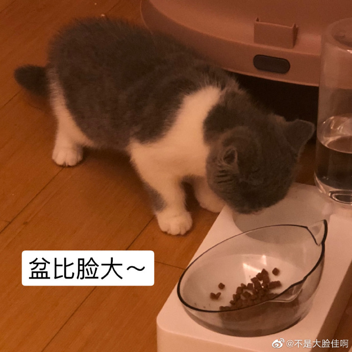 猫图片|宠物猫|猫咪|