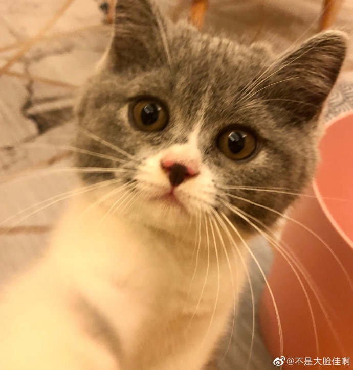 猫图片|宠物猫|猫咪|