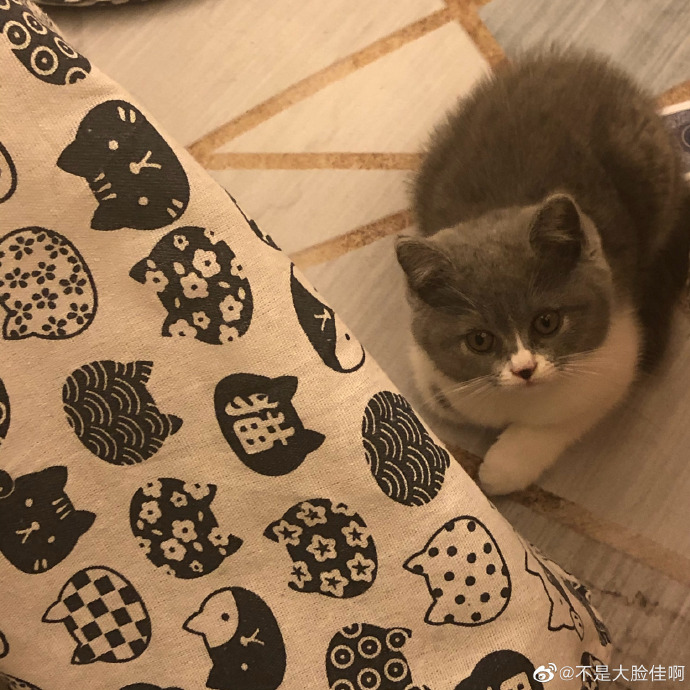 猫图片|宠物猫|猫咪|