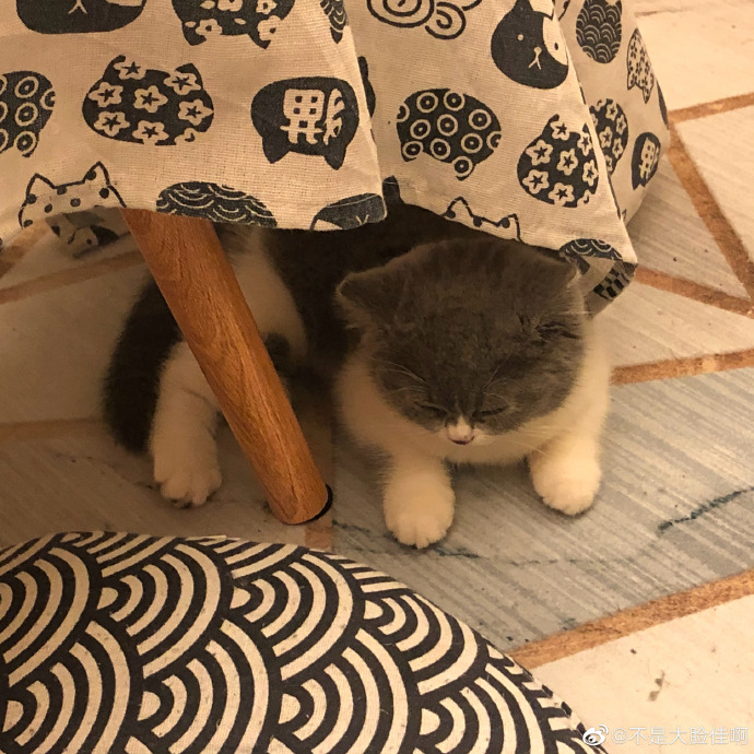 猫图片|宠物猫|猫咪|