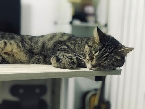 猫图片|宠物猫|猫咪|